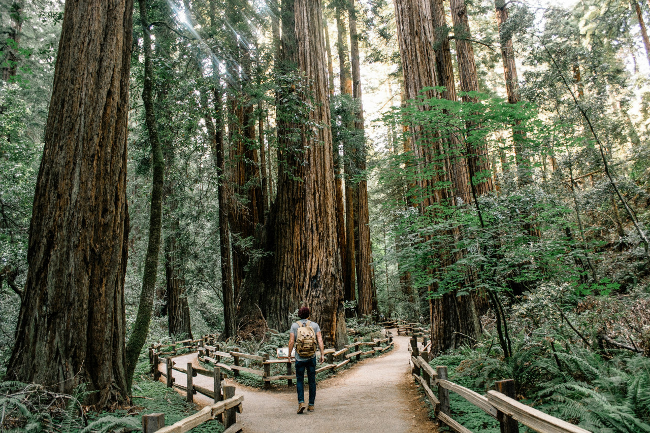 A featured image of a backpacker on an ecopsychology retreat in the Muir Woods.