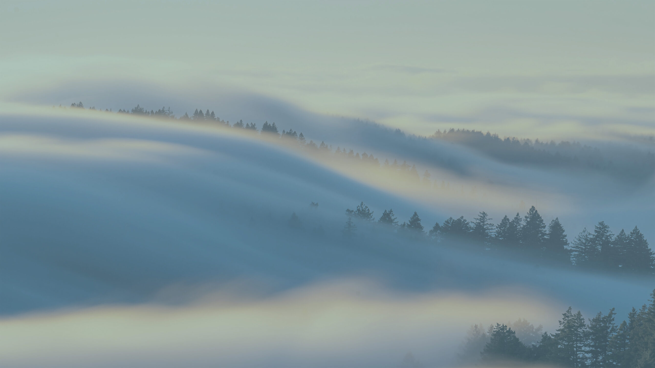 fog rolling over the top of trees
